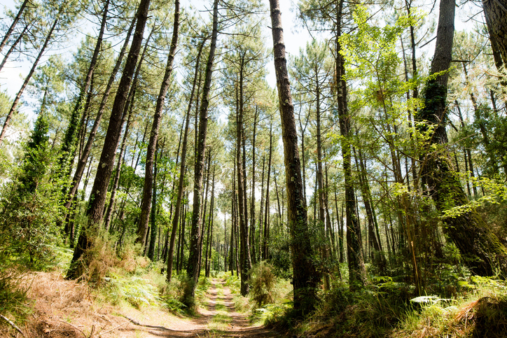 beautiful landscape of the Landes forest